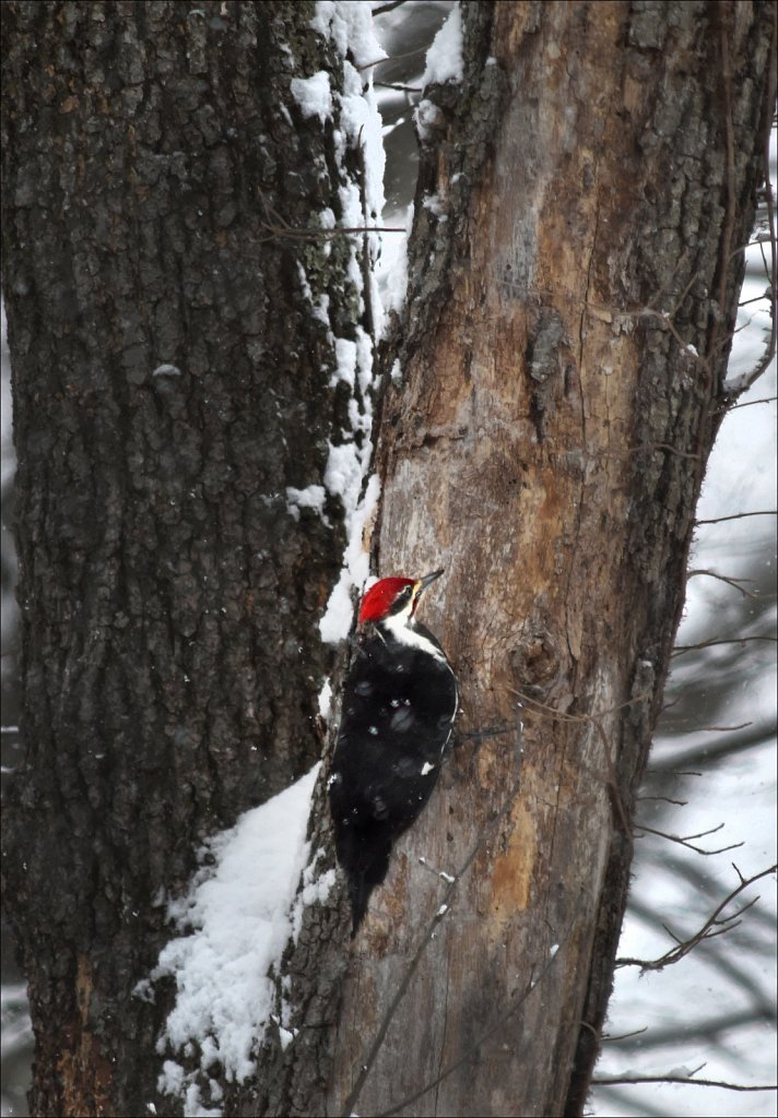 Pileated Woodpecker