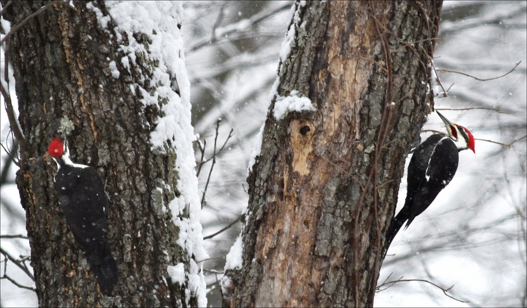 Pileated Woodpecker (Female & Male)