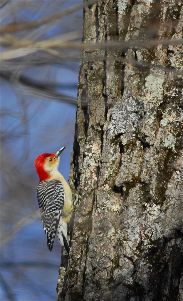 Red-bellied Woodpecker