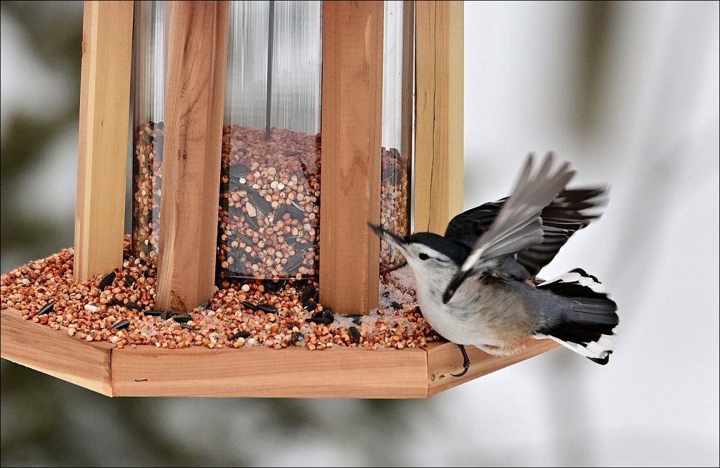 White-breasted Nuthatch 