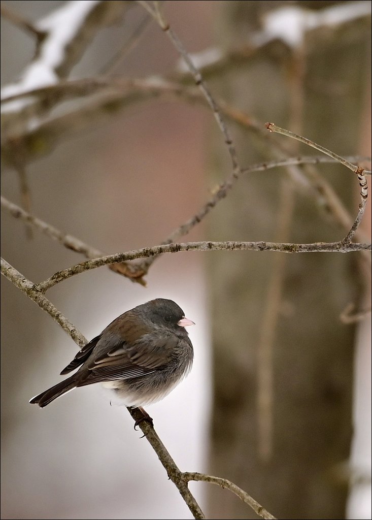 Dark Eyed Junco