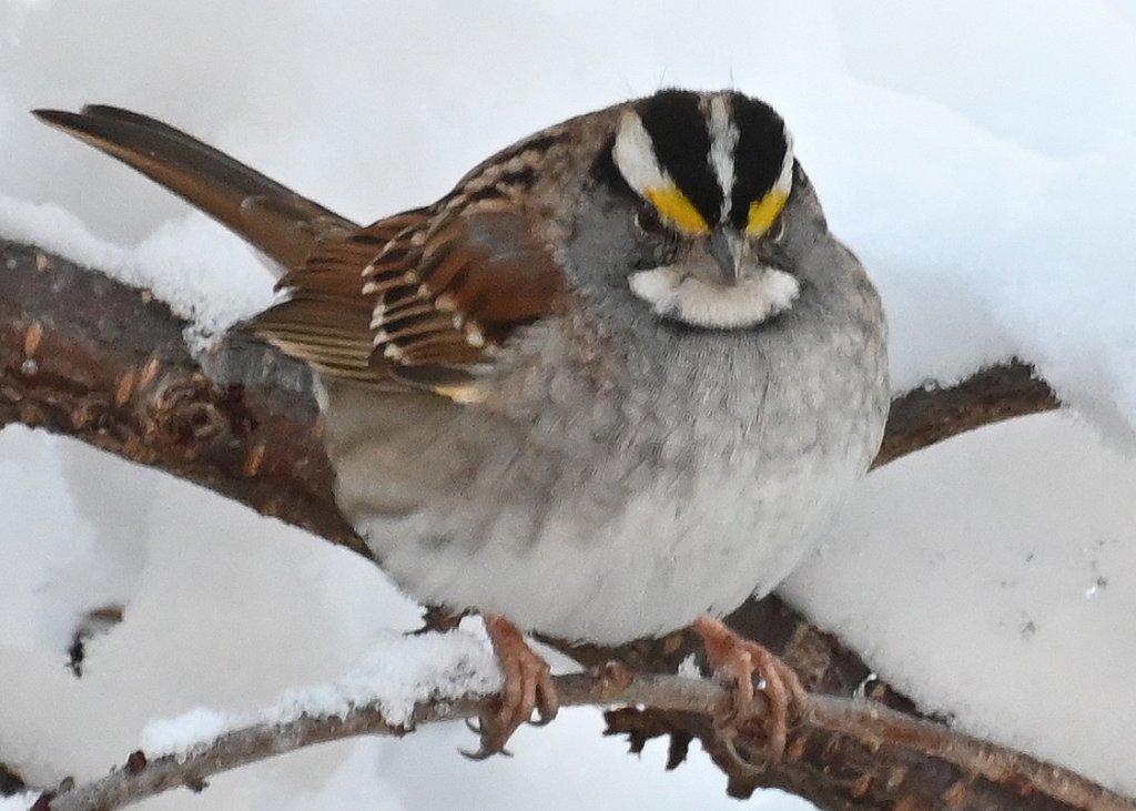 White-throated Sparrow