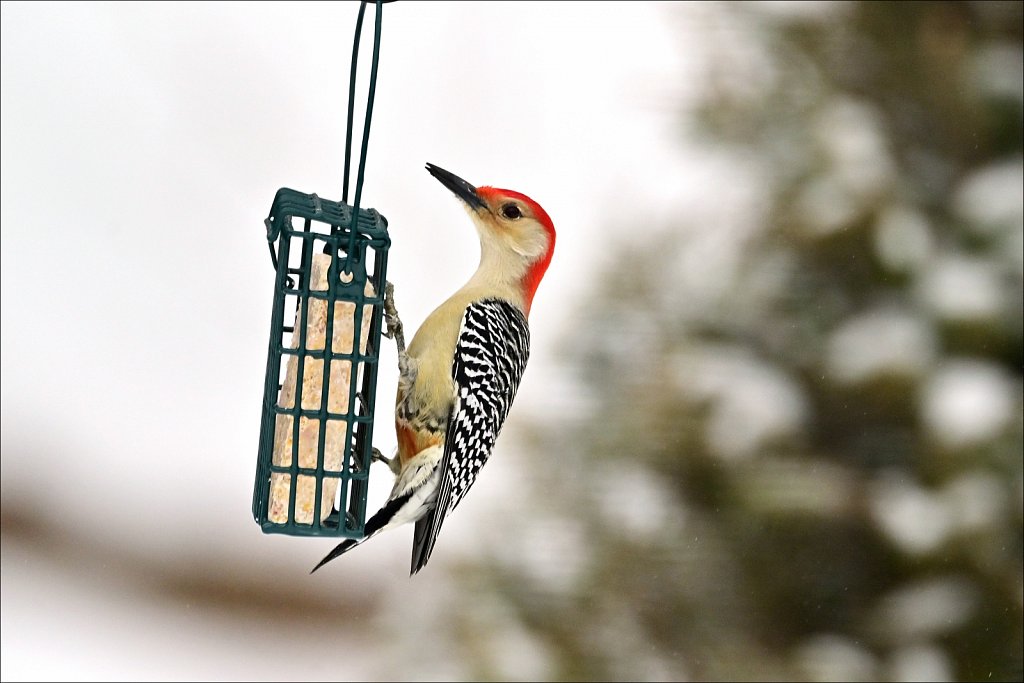 Red-bellied Woodpecker 