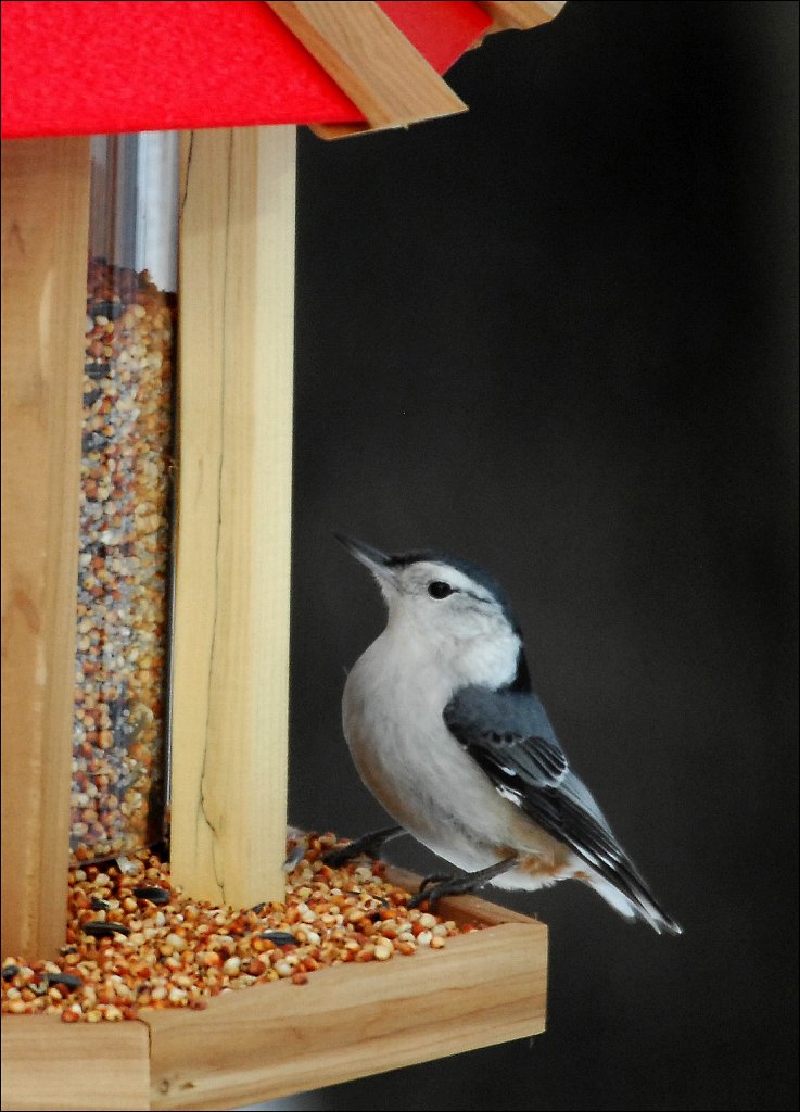 White-breasted Nuthatch