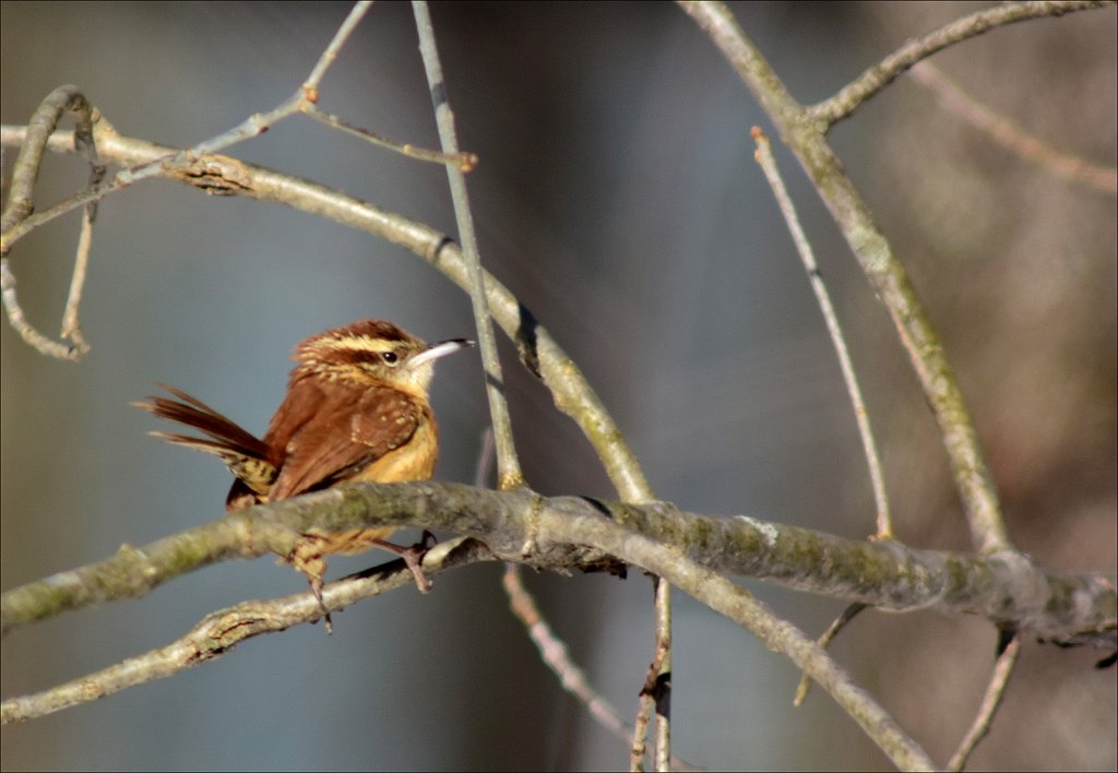 Carolina Wren