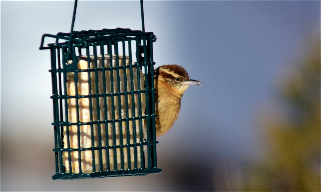 Carolina Wren