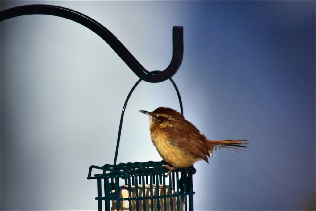 Carolina Wren