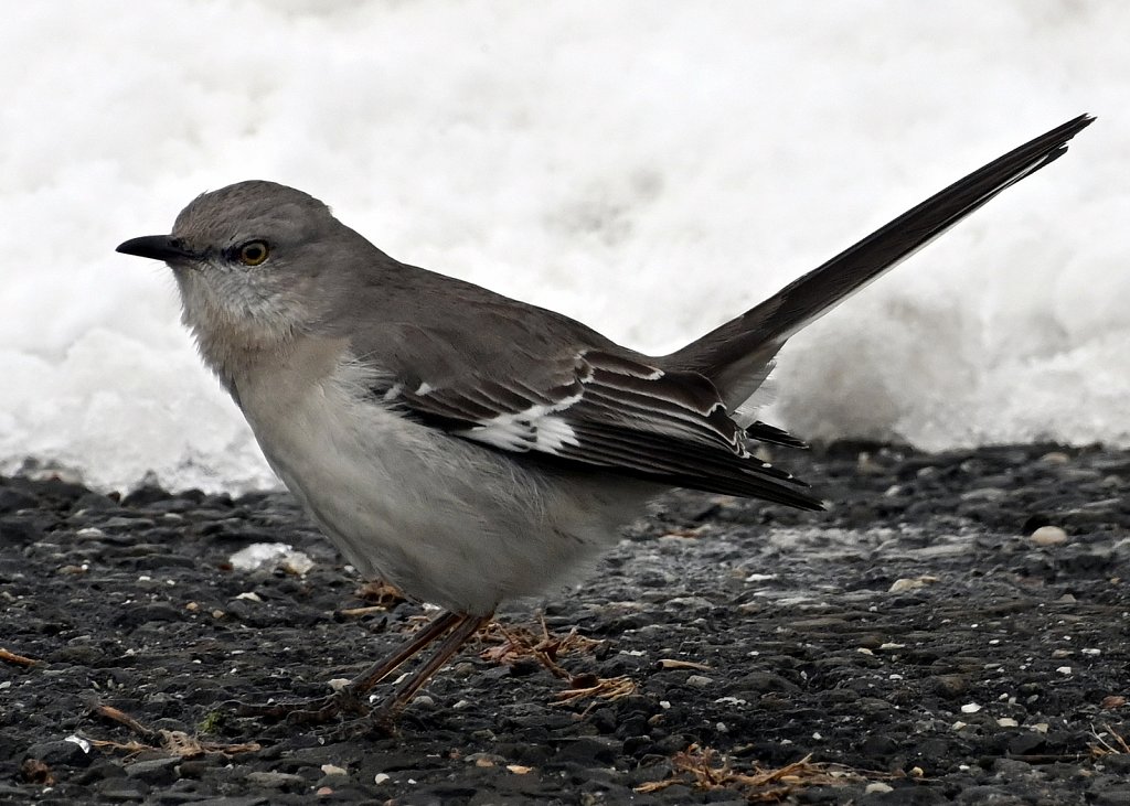 Mocking Bird