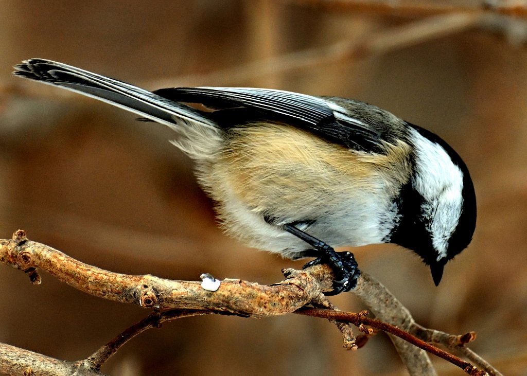 Black-capped Chickadee