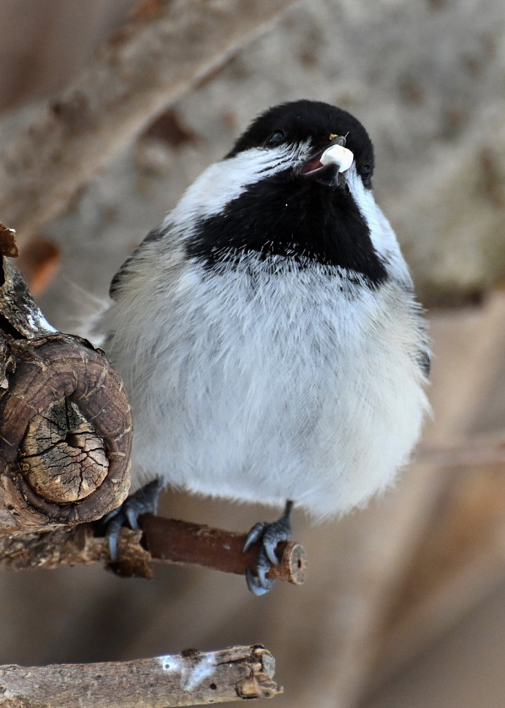 Black-capped Chickadee