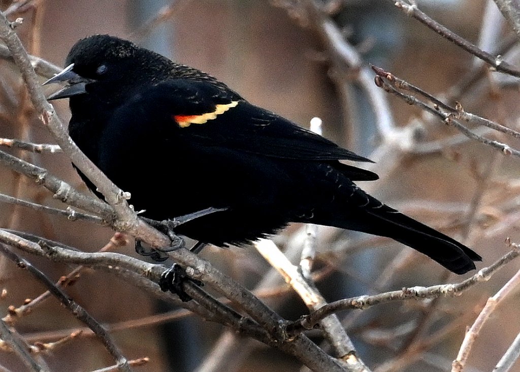 Red Wing Blackbird