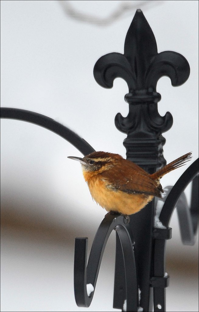 Carolina Wren