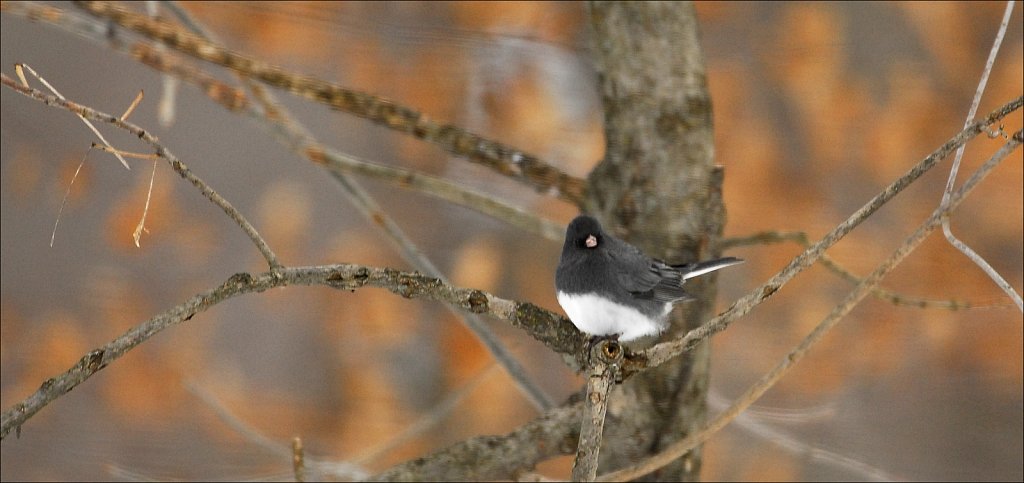 Dark-eyed Junco