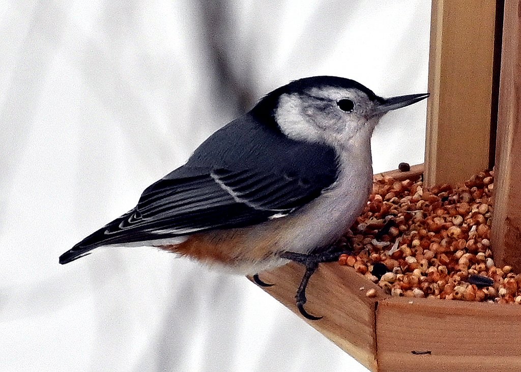 White breasted Nuthatch