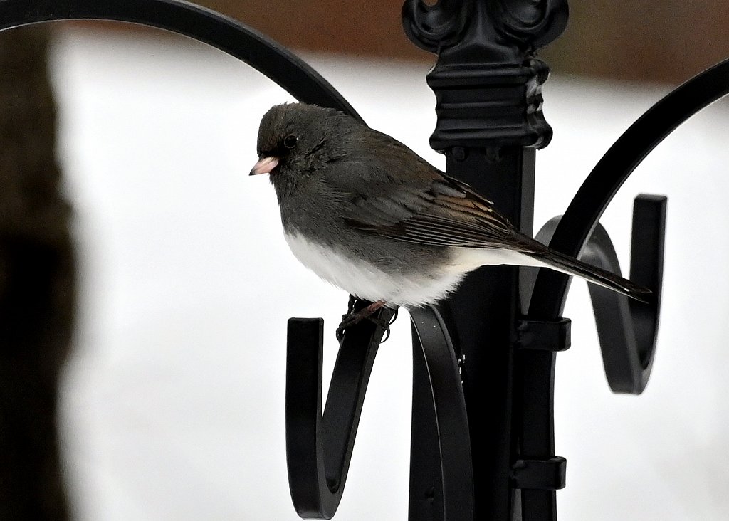 Dark-eyed Junco
