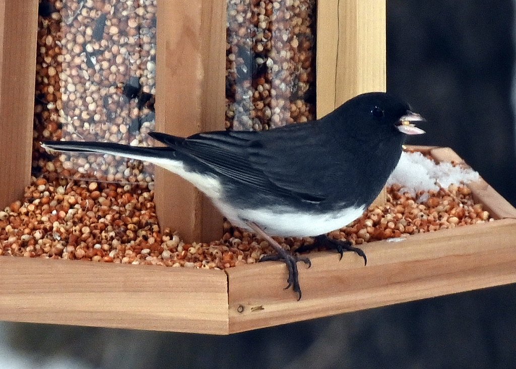 Dark-eyed Junco