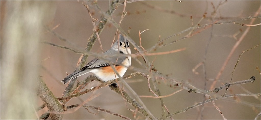 Tufted Titmouse