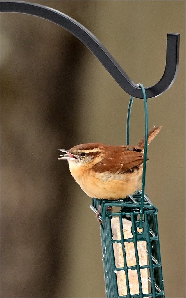 Carolina Wren