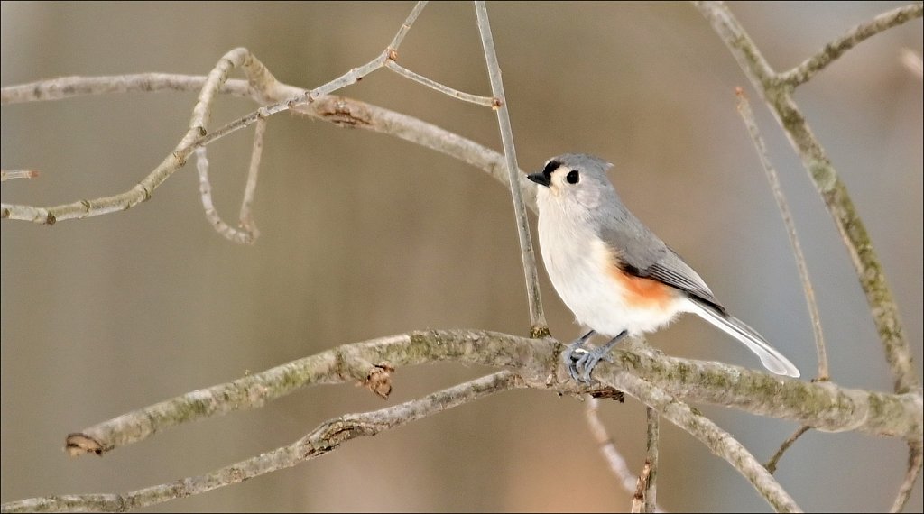 Tufted Titmouse