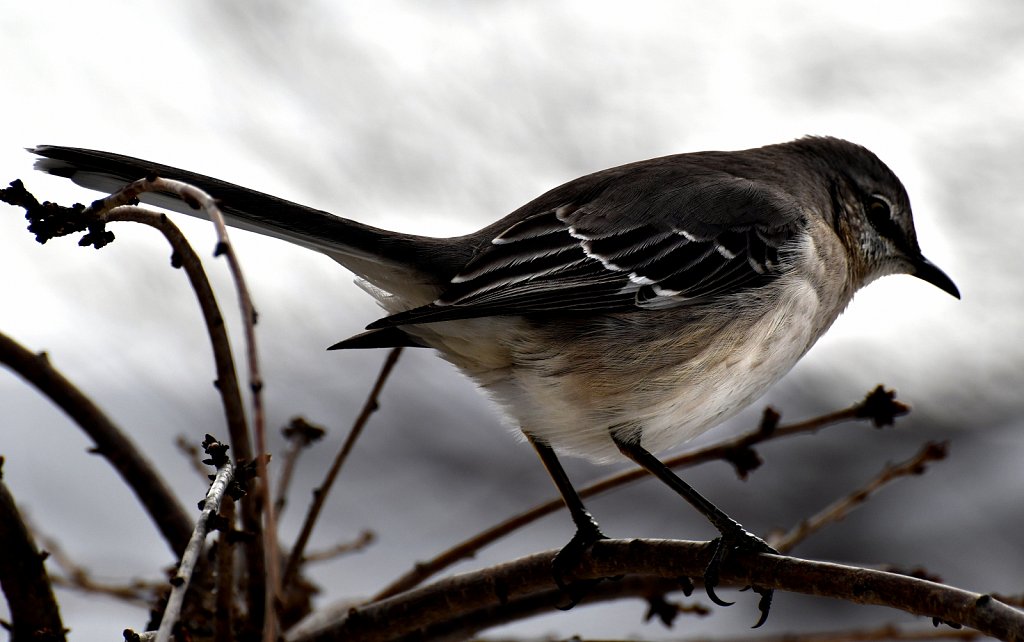 Mocking Bird