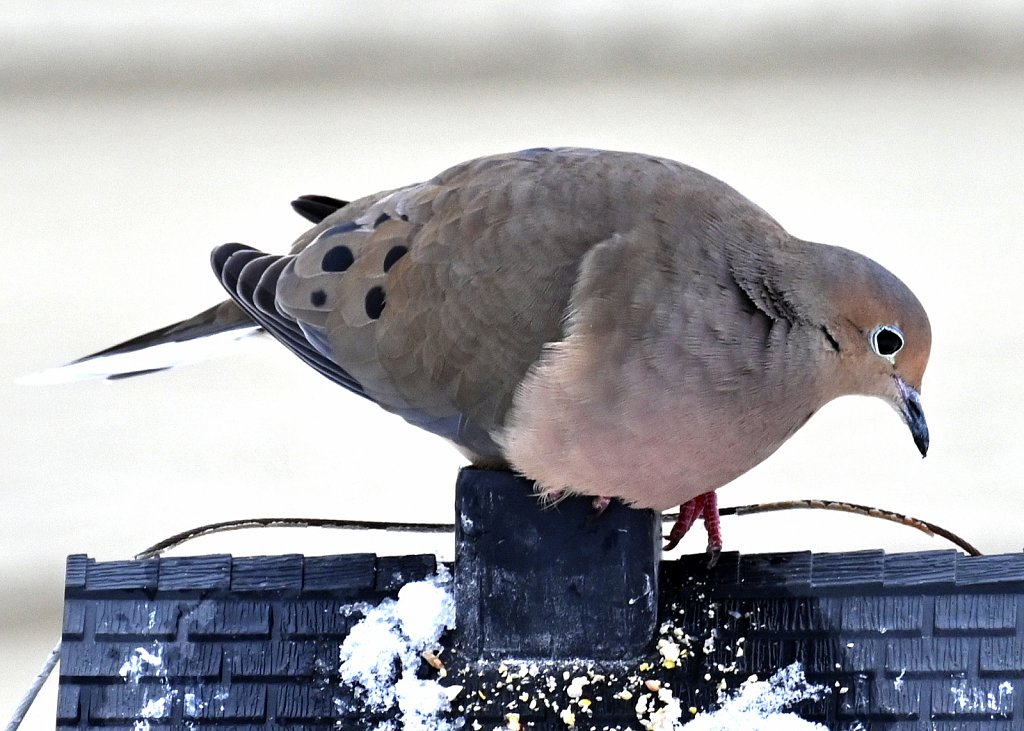 Morning Dove