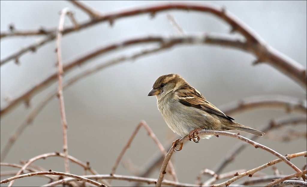 House Sparrow (Female)