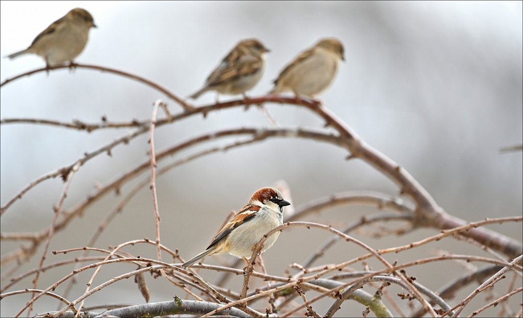 House Sparrow (Male)