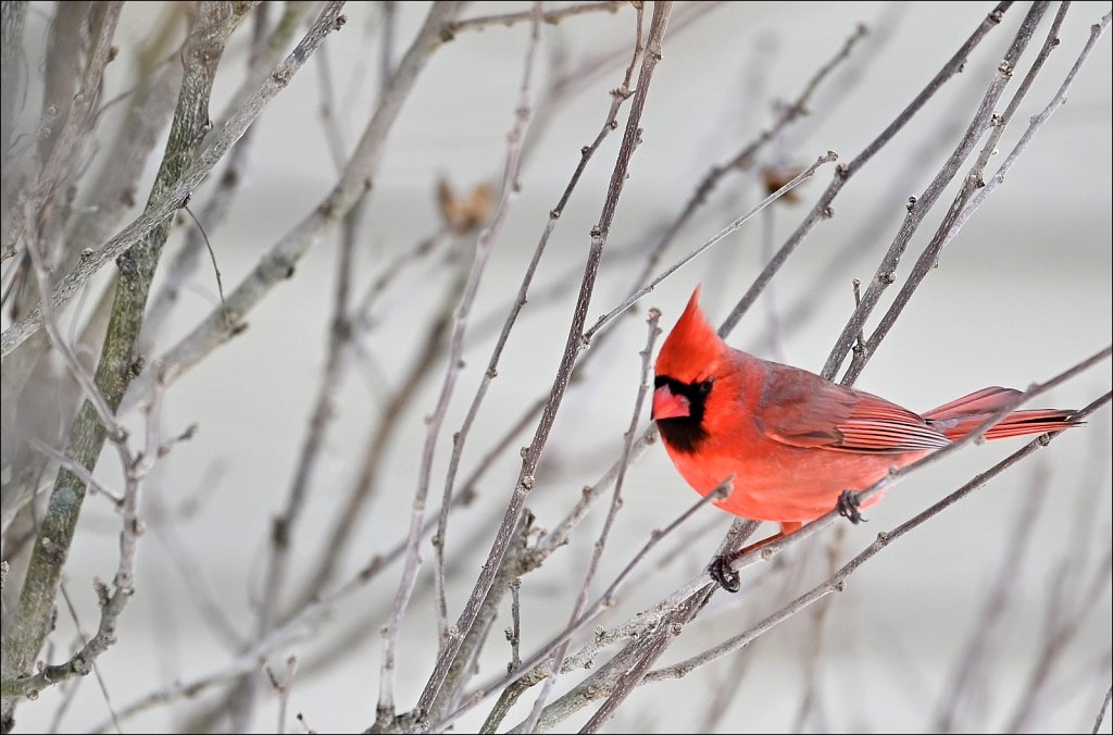Northern Cardinal