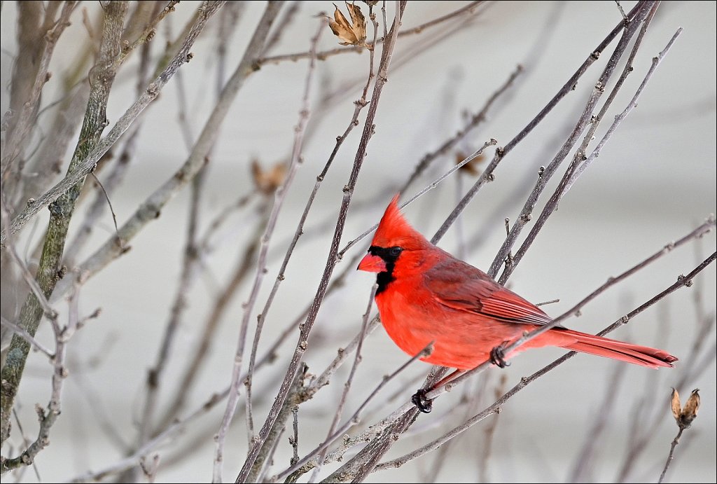 Northern Cardinal