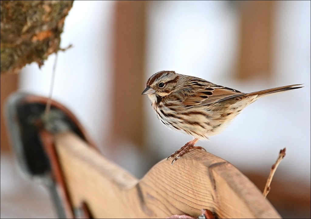 Song Sparrow