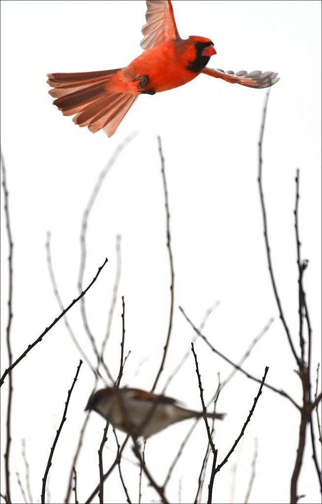 Northern Cardinal