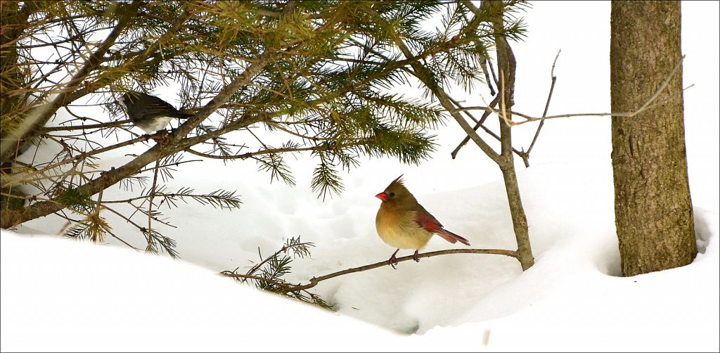 Northern Cardinal (Female)