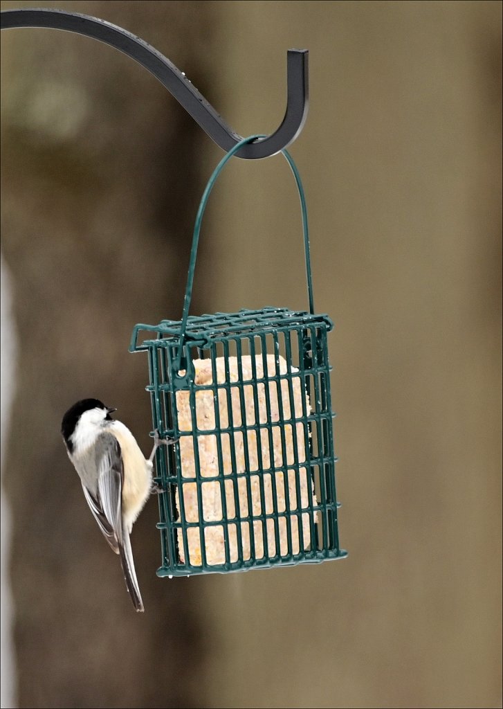 Black-capped Chickadee
