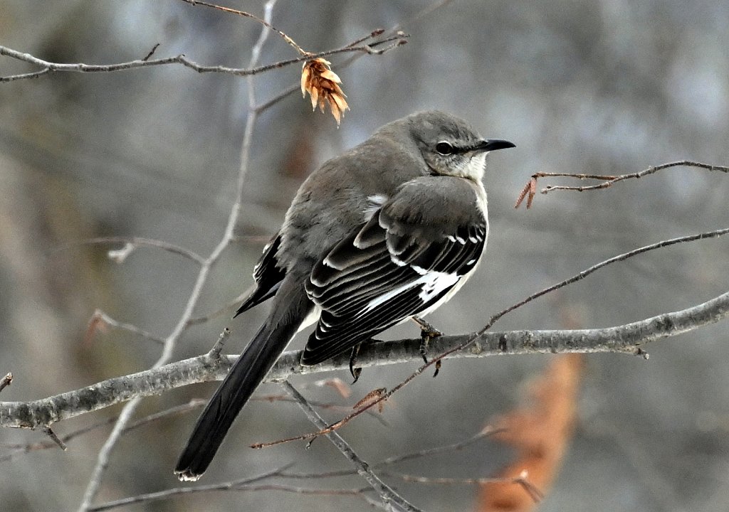 Northern Mocking Bird