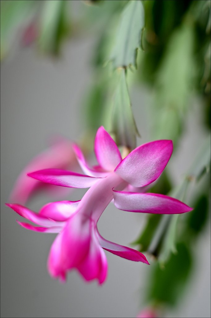 Christmas Cactus