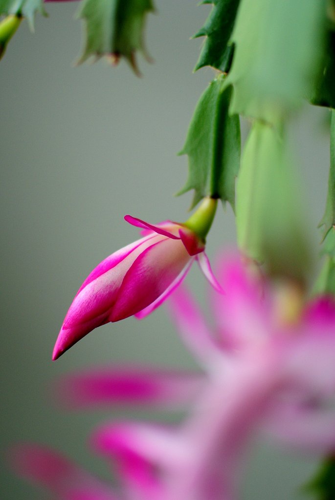 Christmas Cactus