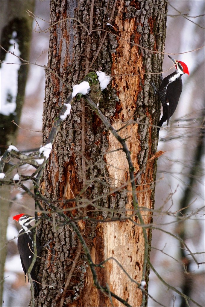 Pileated Woodpecker (Female & Male)