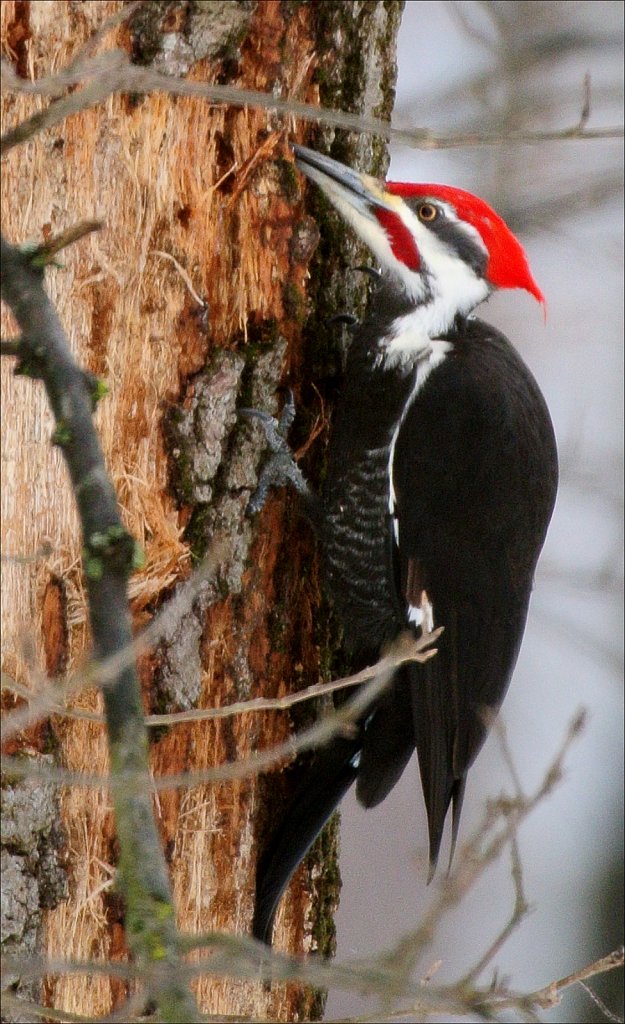 Pileated Woodpecker (male)