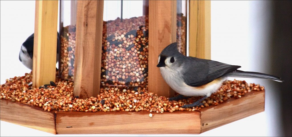 Tufted Titmouse 