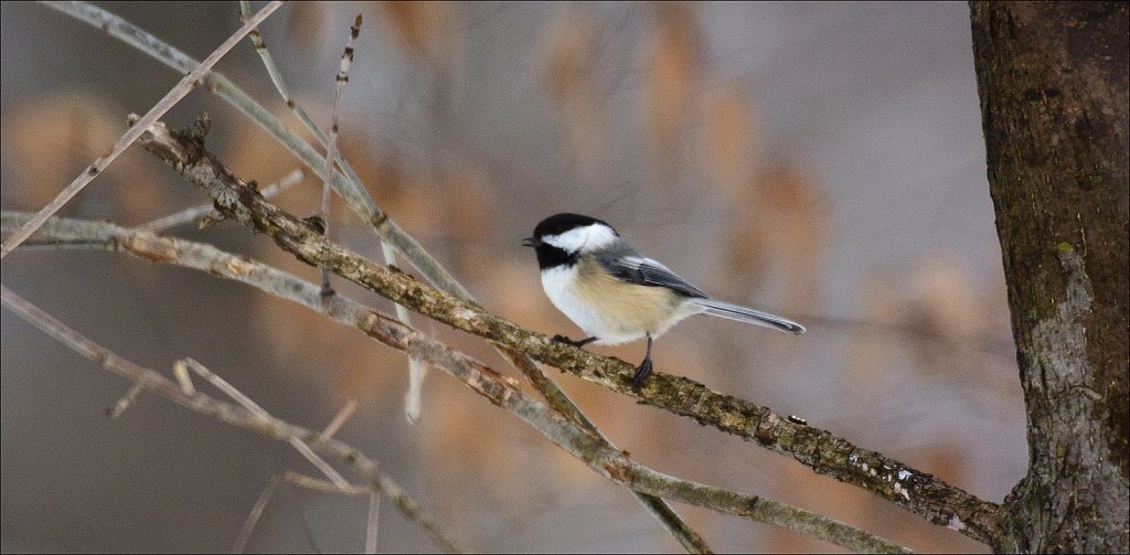 Black-capped Chickadee 