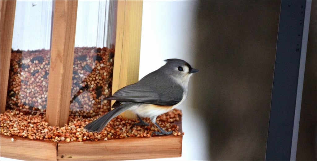 Tufted Titmouse 