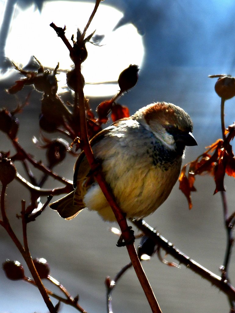 Birds of New Jersey