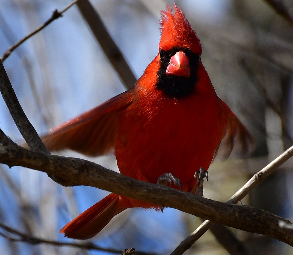Northern Cardinal