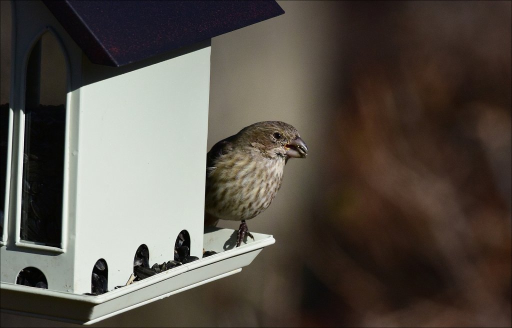 House Finch (Female)