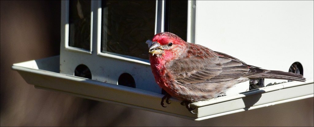 House Finch (Male)