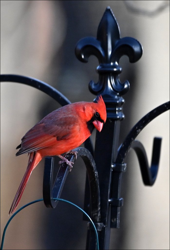 Northern Cardinal