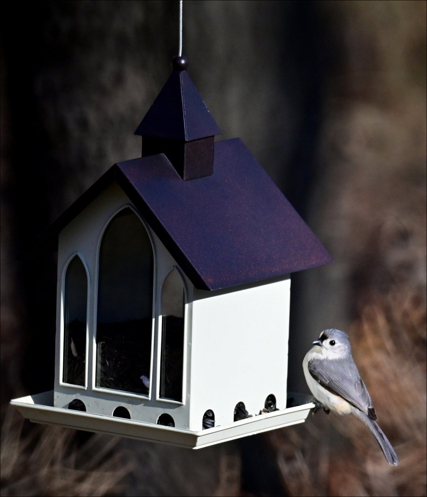 Tufted Titmouse