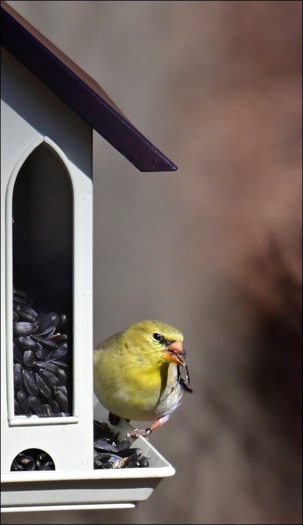 American Goldfinch