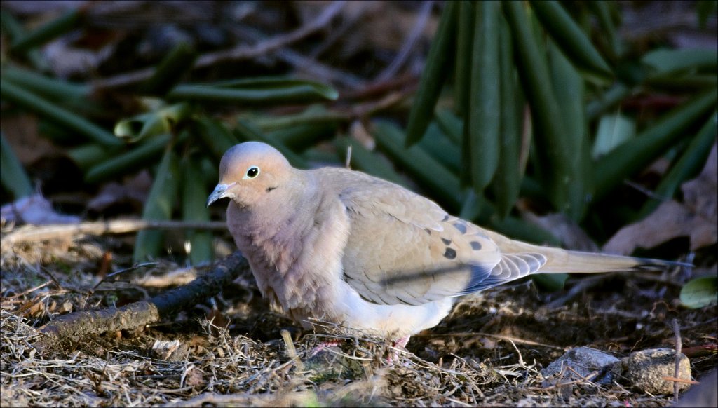 Mourning Dove