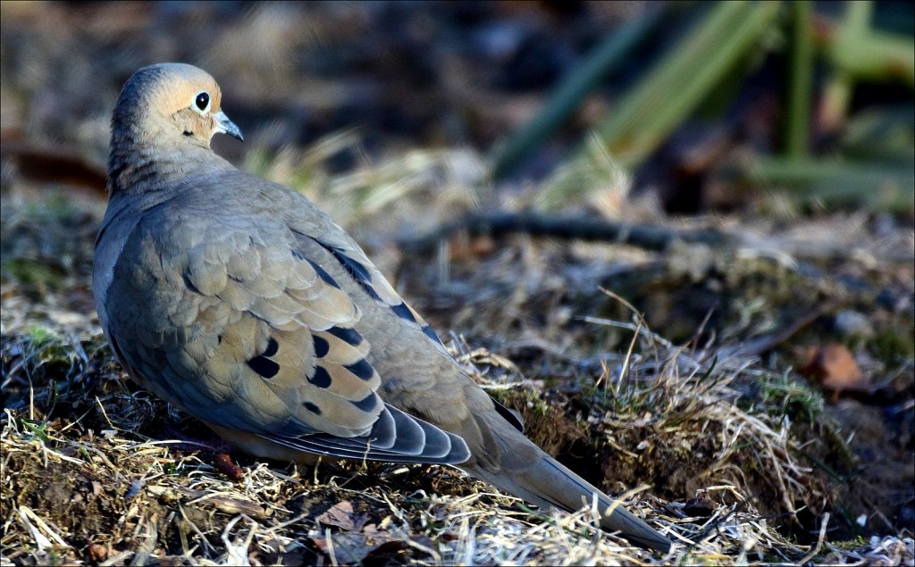 Mourning Dove